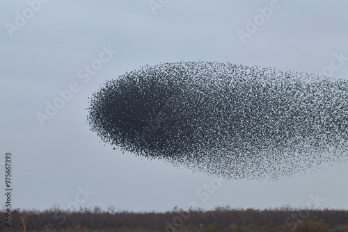 Foto starling murmuration