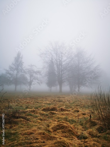 Forest in dense fog, Foggy trees like scary dancing ghosts. Lonely. Disappearing in thick mist. Spooky landscape, frightening deformations. Halloween, Bad Zwesten, Hesse, Germany, European. Melancholy photo