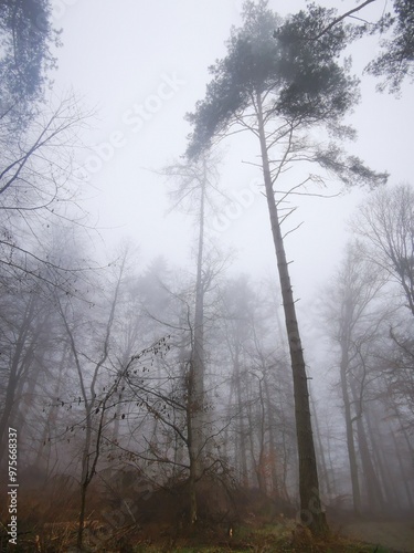 Forest in dense fog, Foggy trees like scary dancing ghosts. Lonely. Disappearing in thick mist. Spooky landscape, frightening deformations. Halloween, Bad Zwesten, Hesse, Germany, European. Melancholy photo