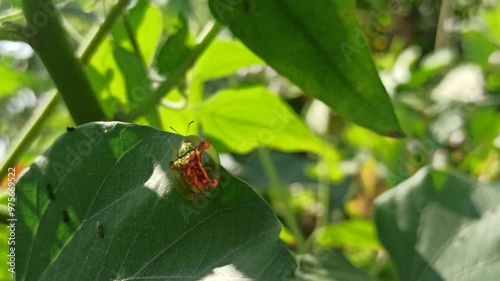 Charidotella sexpunctata photo