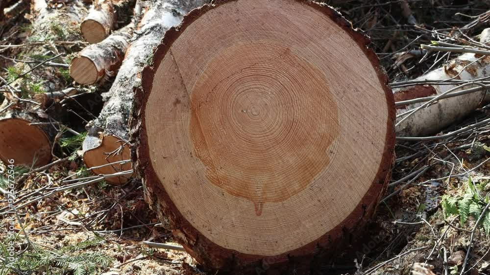 Cut down trunks of common pine tree at logging site, saw cut. Structure of wood is visible (annual rings, sapwood, bast, cambium, heartwood, core, etc.) Birch tree trunk cuttings in background Cut down trunks of common pine tree at logging site, saw cut. Structure of wood is visible (annual rings, sapwood, bast, cambium, heartwood, core, etc.) Birch tree trunk cuttings in background