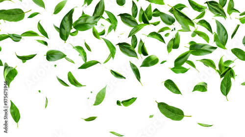 A cascade of vibrant green leaves falling gracefully against a white background.