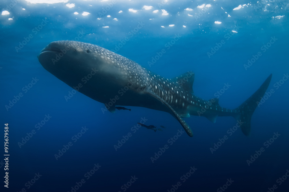 Fototapeta premium Whale shark in ocean. Giant shark swimming underwater