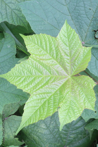 Merremia vitifolia ornamental plant on garden photo