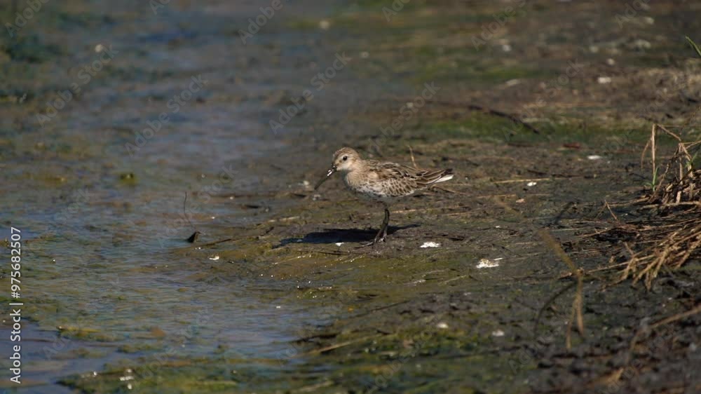 Curlew Sandpiper feeds on the edge of the marsh. Feeding bird Curlew Sandpiper feeds on the edge of the marsh. Feeding bird