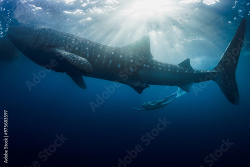 Fotografie Giant whale shark and diver woman swims in ocean.