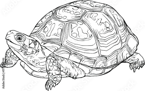 turtle line vector illustration, isolated on white background
