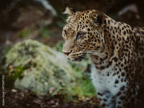 Close Up Portrait - Alter Persischer Leopard (Panthera pardus tulliana) in einem Freigehege photo