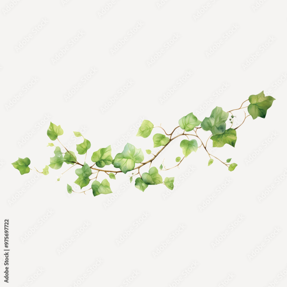 Green leafy vine illustration Green leafy vine illustration