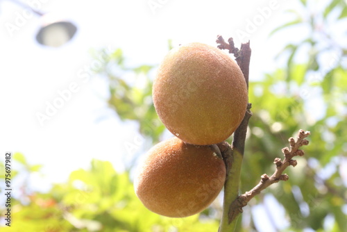 Velvet Apples fruit on tree in farm