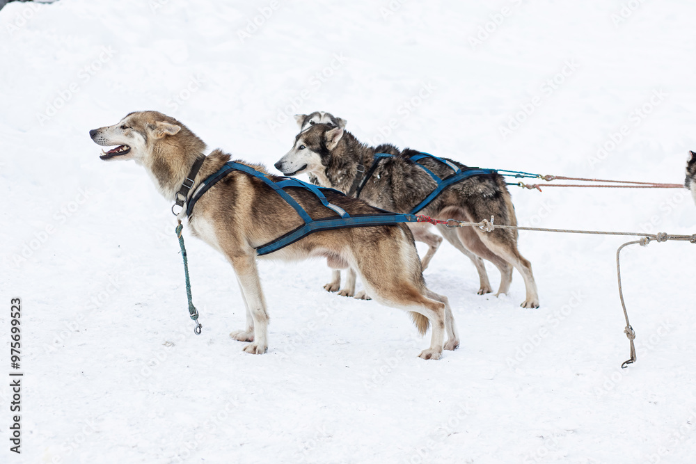 Donovaly,Slovakia - 28 January, 2023 : Dog sled during freezing winter Donovaly,Slovakia - 28 January, 2023 : Dog sled during freezing winter