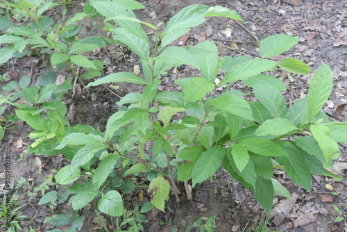 Vernonia Amygdalina medicinal plant on forest photo