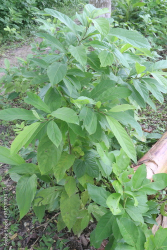 Vernonia Amygdalina medicinal plant on forest photo