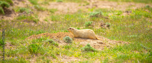 The gopher sits in the grass in the mountains, looks to the side, as if reading your text, studying, showing curiosity, interest. Copy space with place for text. Landscape with wild animals. photo