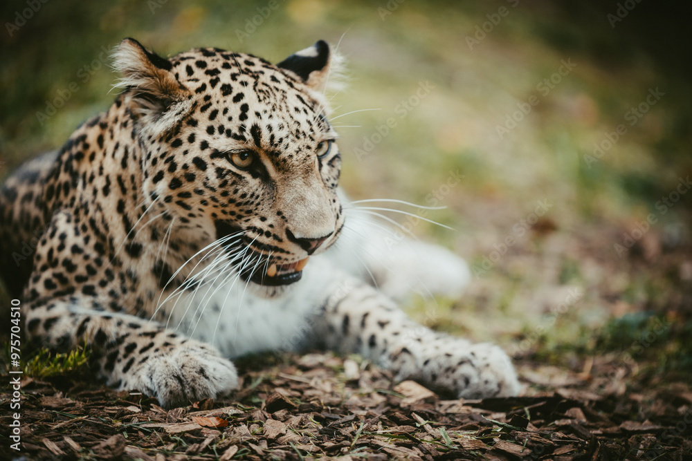 Fototapeta premium Close Up Portrait - Liegender Persischer Leopard (Panthera pardus tulliana) schaut gefährlich in die Richtung des Betrachters
