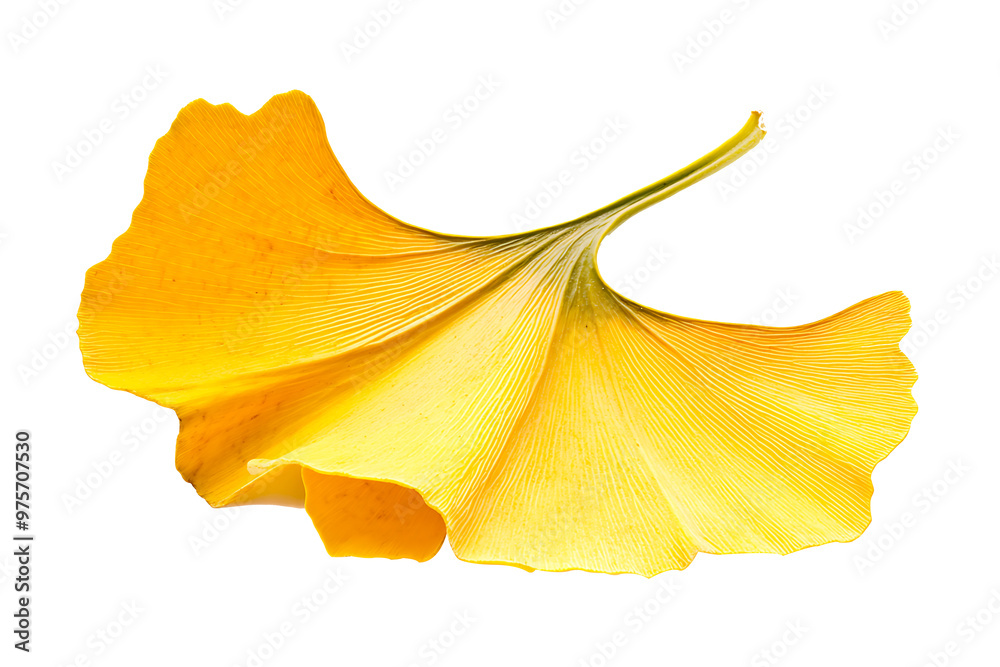 Naklejka premium Ginkgo Leaf