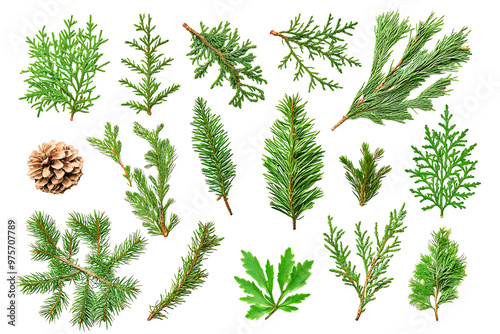 Coniferous Leaf Collection