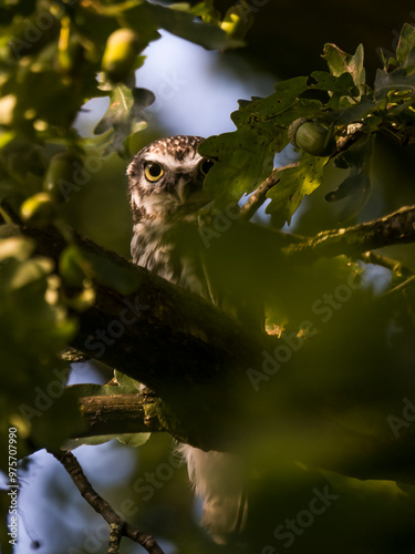 owl sitting on tree