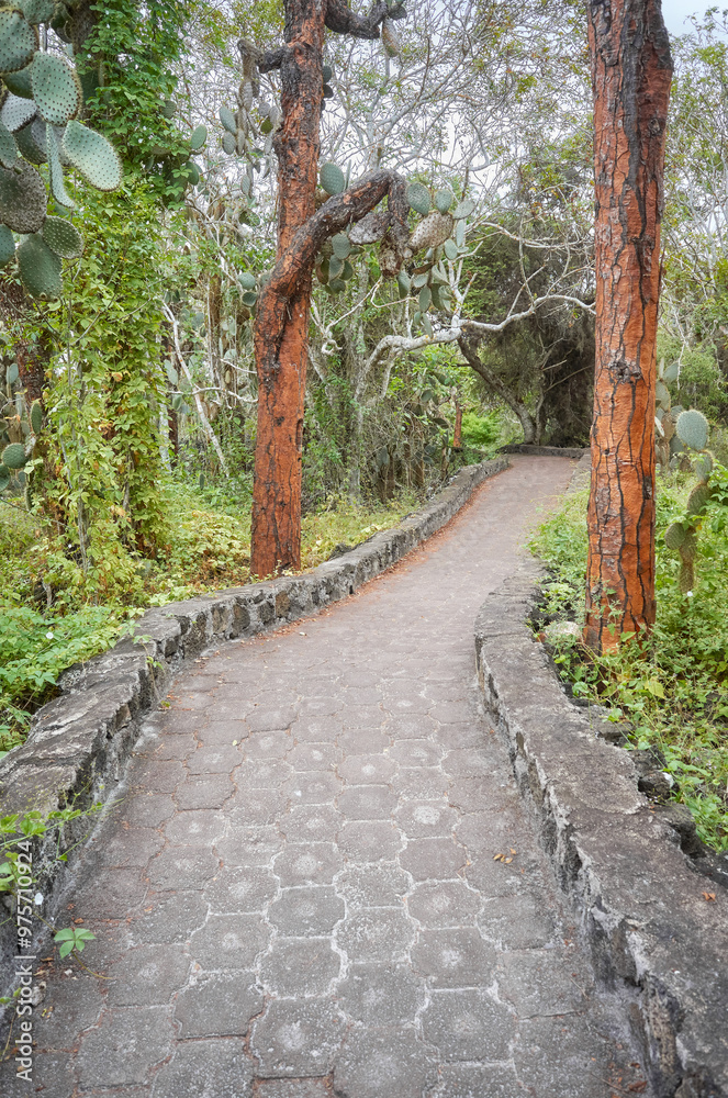Φωτογραφία Trail by giant opuntias (Opuntia galapageia) on Santa Cruz Island, Galapagos National Park, Ecuador