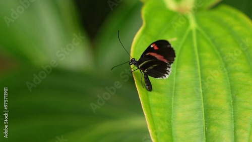 Glass transparent butterfly. Methona confusa, Giant glasswing, butterfly sitting on the green leave in the nature habitat, Colombia. Transparent glass butterfly with yellow flower, nature wildlife. photo