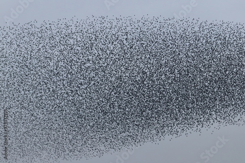Foto starling murmuration