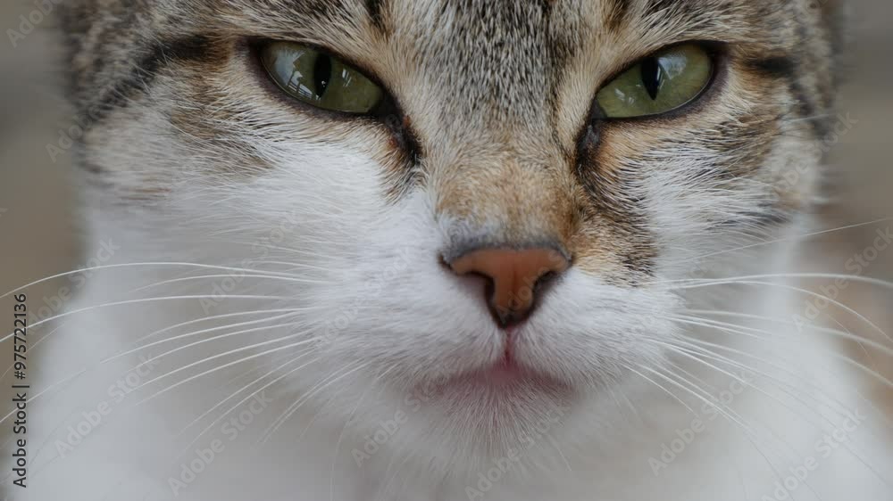 Closeup Shooting with a Beautiful Cat, a Domestic Animal, White and Pretty Kitten Looking to Camera. Closeup Shooting with a Beautiful Cat, a Domestic Animal, White and Pretty Kitten Looking to Camera.