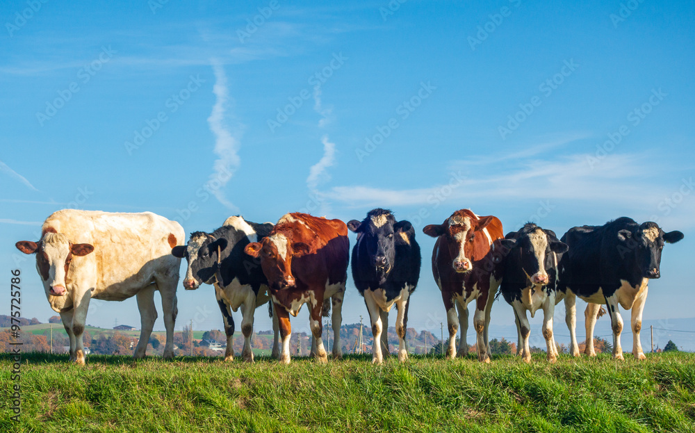 Line of Cows Standing on a Grassy Hill under Blue Sky Line of Cows Standing on a Grassy Hill under Blue Sky