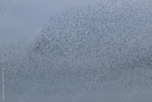Bilde på lerret starling murmuration