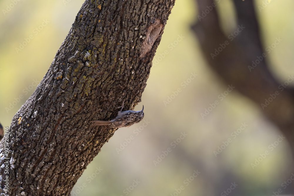 Treecreeper ascending the rough bark of a tree Treecreeper ascending the rough bark of a tree