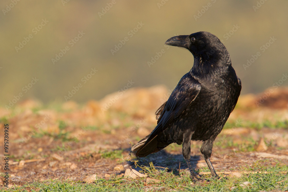 Introspective crow standing in a grassy field Introspective crow standing in a grassy field