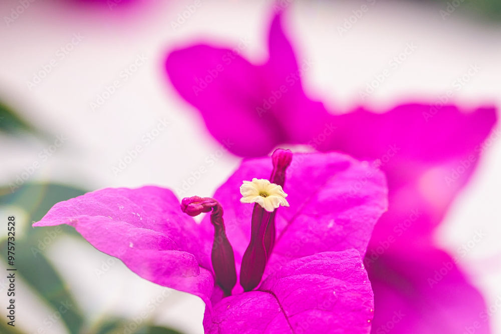 Vibrant Pink Bougainvillea Flowers Close-Up Vibrant Pink Bougainvillea Flowers Close-Up