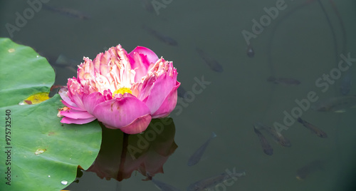 Lotus pond. Water lily close up. Sacred lotus flower in Buddhism. Calmness and tranquility. Spa treatments, yoga, meditation. Tropical nature.