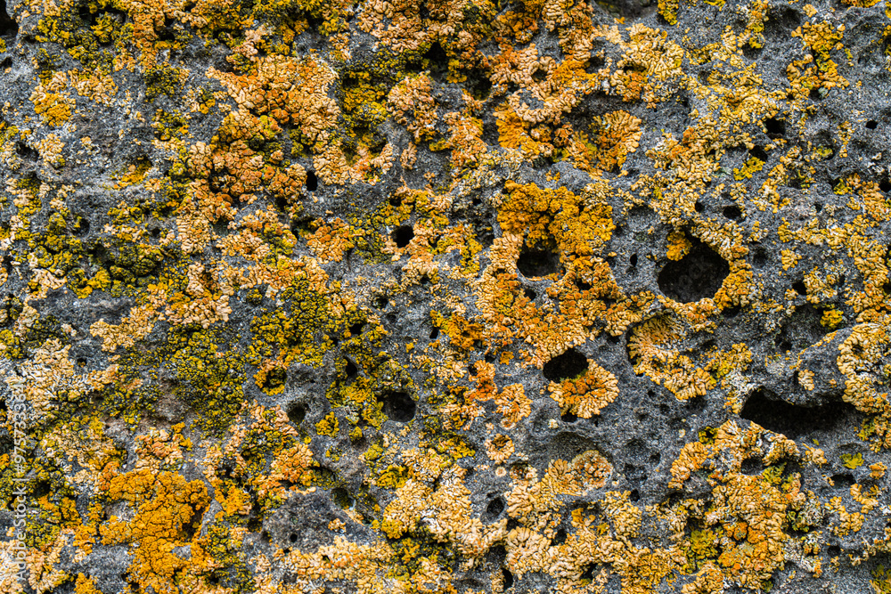 Close-up view of lichens on a stone in Georgia Close-up view of lichens on a stone in Georgia