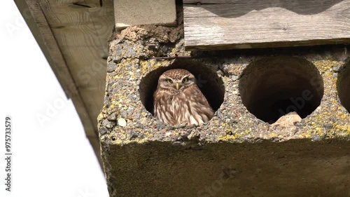 An owl sits in a pipe. The little owl (Athene noctua), also known as the owl of Athena or owl of Minerva, is a bird that inhabits much of the temperate and warmer parts of Europe
