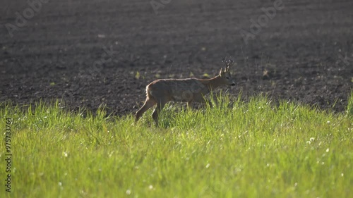 A male roe deer walks on the grass. The western roe deer (Capreolus capreolus), also known as the European roe, is a species of deer.