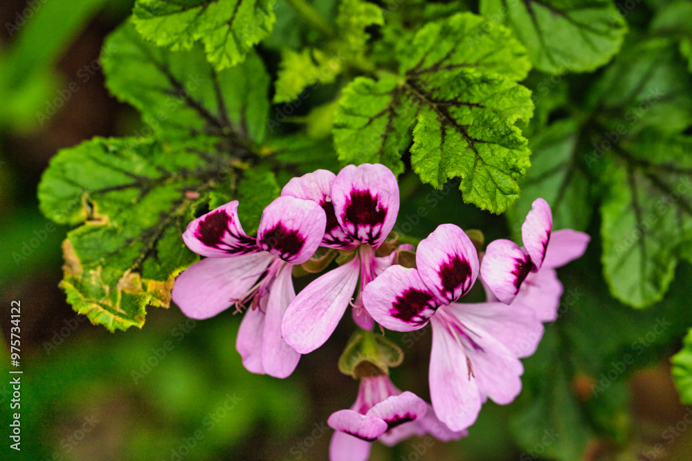 Close-up of Pink and Purple Flowers with Green Leaves Close-up of Pink and Purple Flowers with Green Leaves