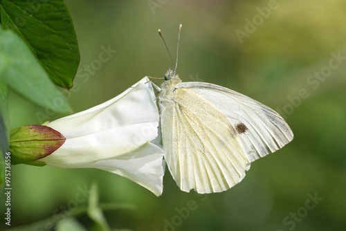 Closeup on the European Large white butterfly, Pieris brassicae in the garden photo