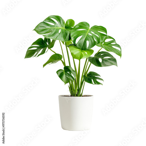 Monstera Plant in White Pot