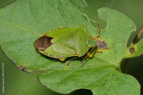 Fotografie Closeup on an adult imago European green shield bug, Palomena prasina sunbathing