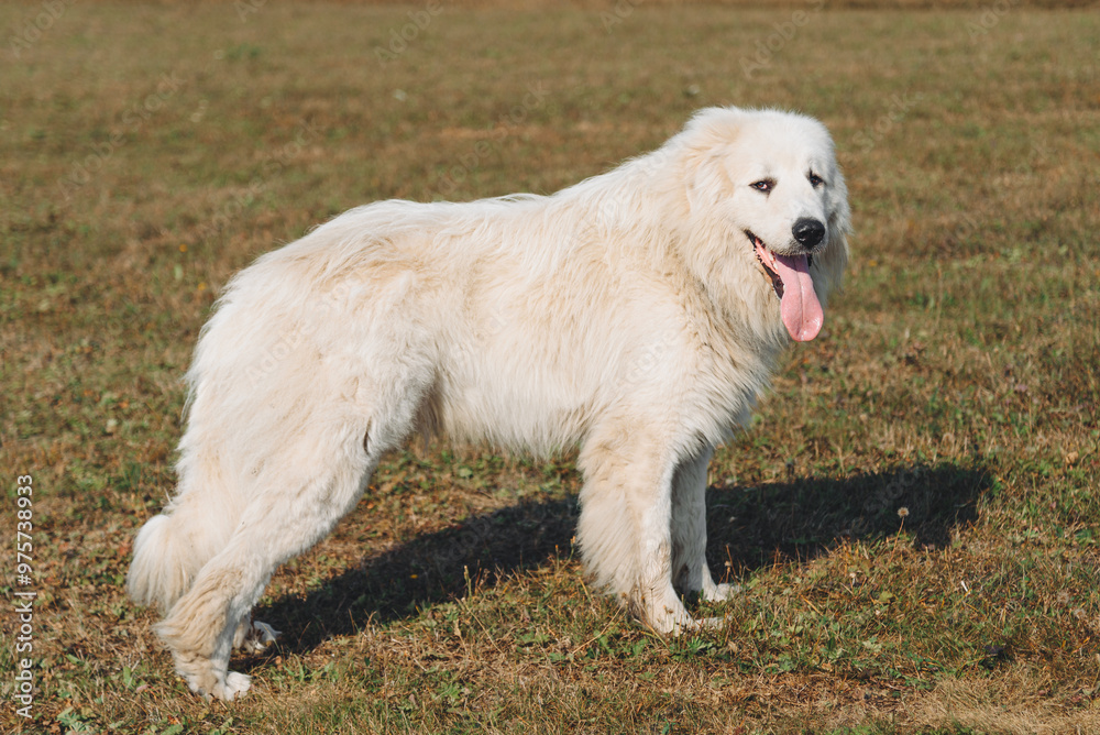 huge white Pyrenean Mountain Dog standing in field outdoors in sunny day, dogwalking concept huge white Pyrenean Mountain Dog standing in field outdoors in sunny day, dogwalking concept