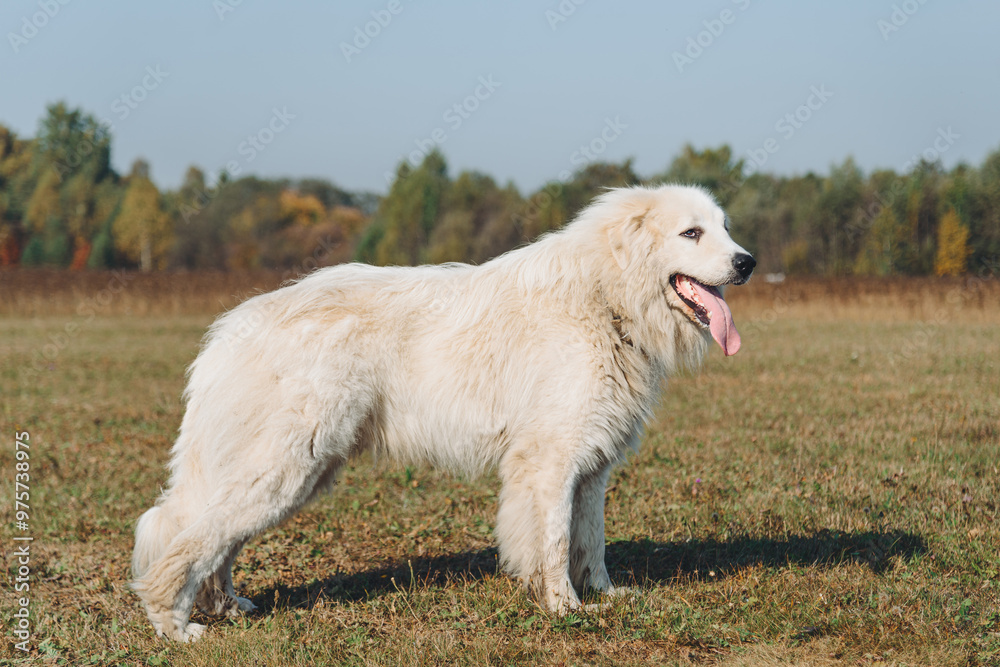 huge white Pyrenean Mountain Dog standing in field outdoors in sunny day, dogwalking concept