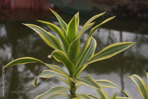 lily of the valley