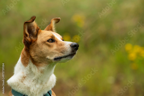 Mixed breed dog in summer landscape look up