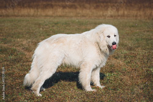 huge white Pyrenean Mountain Dog standing in field outdoors in sunny day, dogwalking concept