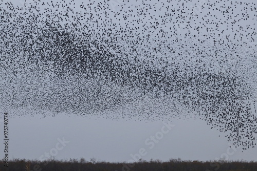 Foto starling murmuration
