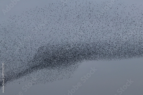 starling flock