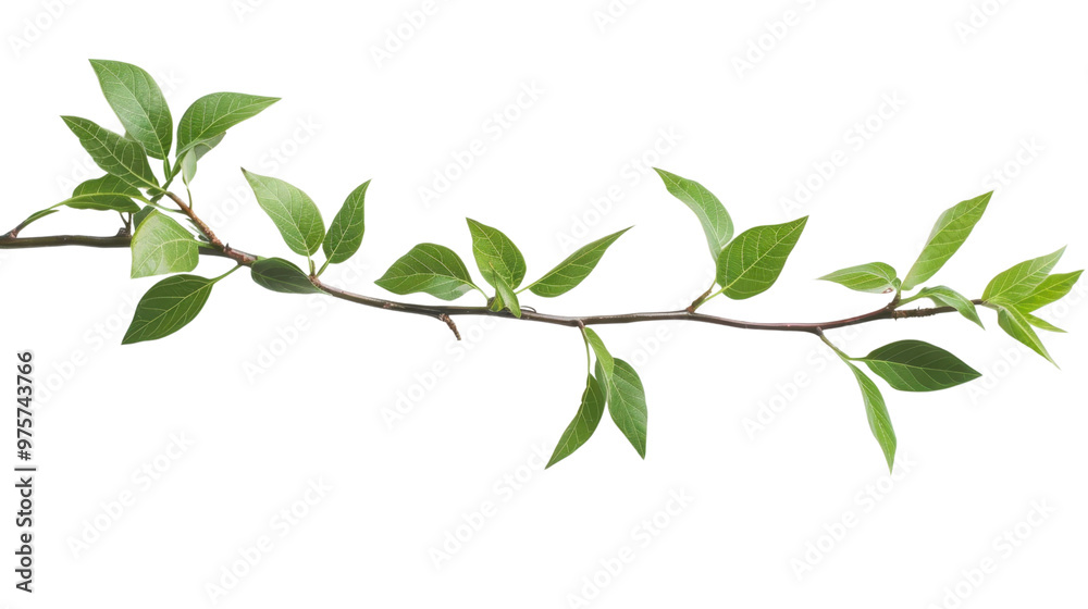 Laurel crown twig on transparent background Laurel crown twig on transparent background