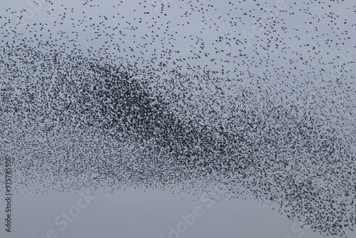 Bilde på lerret starling flock
