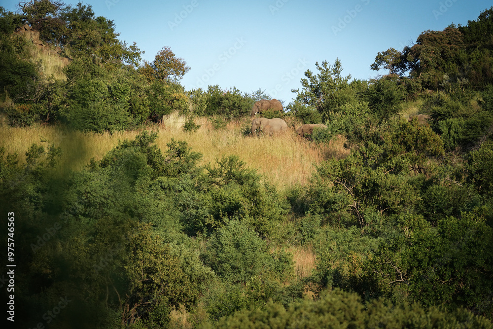 An old elephant gracefully moves through the bushveld, half hidden by bushes, blending into its natural surroundings while navigating the wilderness. taken during a safari game drive An old elephant gracefully moves through the bushveld, half hidden by bushes, blending into its natural surroundings while navigating the wilderness. taken during a safari game drive