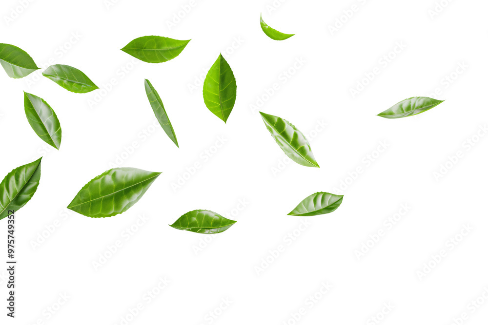 Green leaves float gently in the air isolated on white Green leaves float gently in the air isolated on white